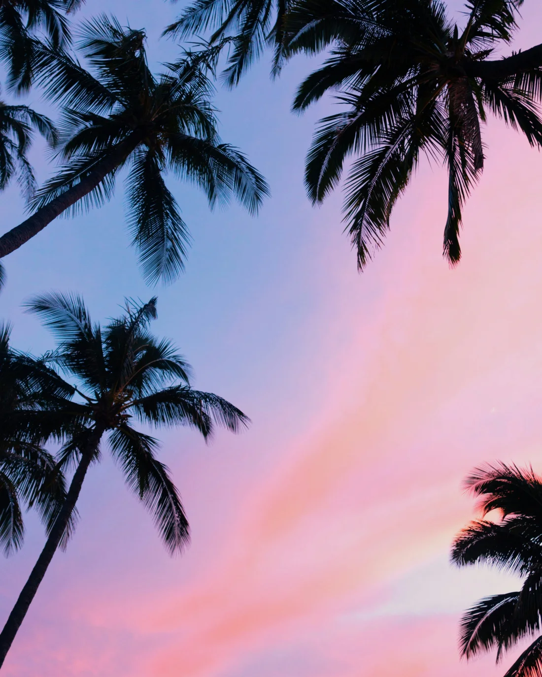 Palm trees against a Florida twilight sky over the coast